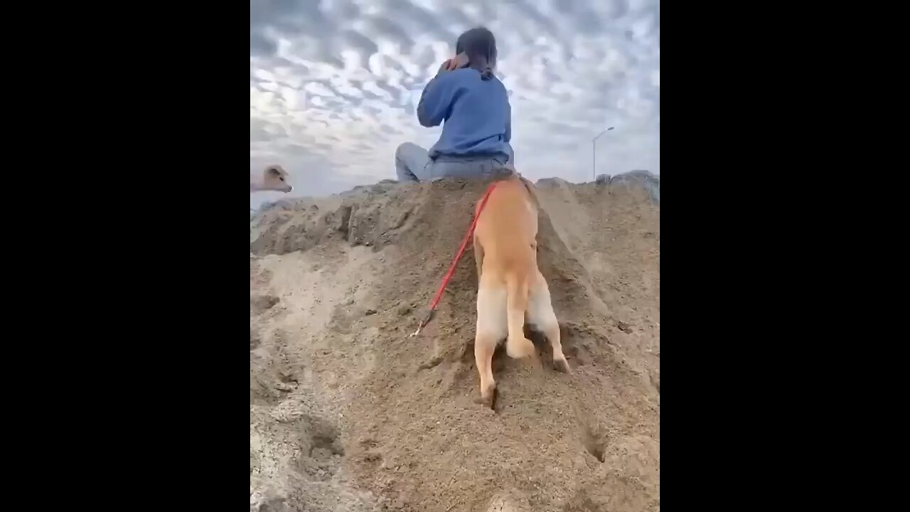 Funny dog#10
