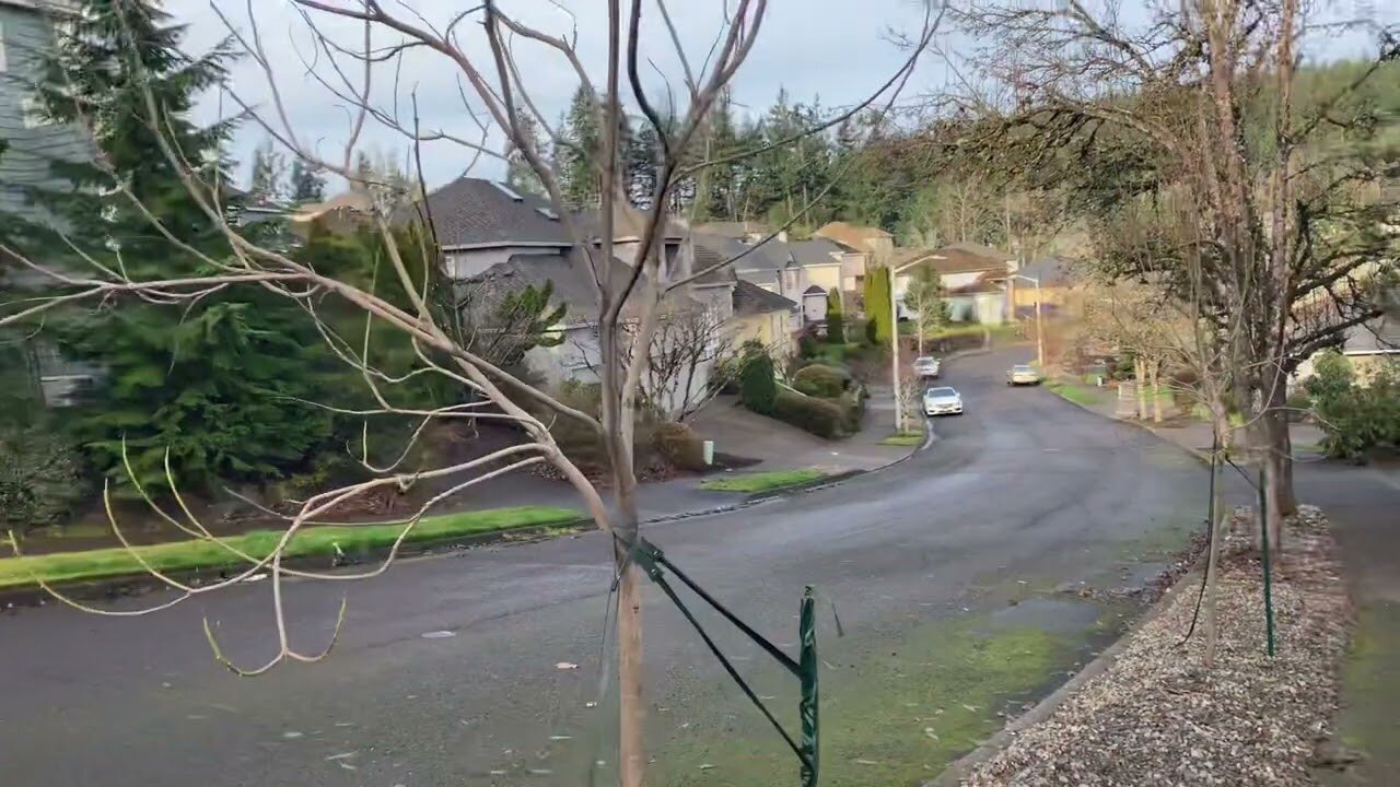 Chitalpa trees dropping leaves on schedule.