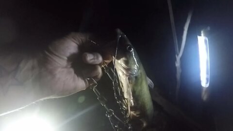 Big Cat at night!