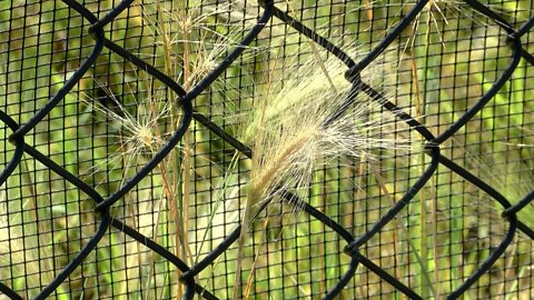 Issue Of Foxtail Weeds For Dogs - August 12, 2022 - Micah Quinn