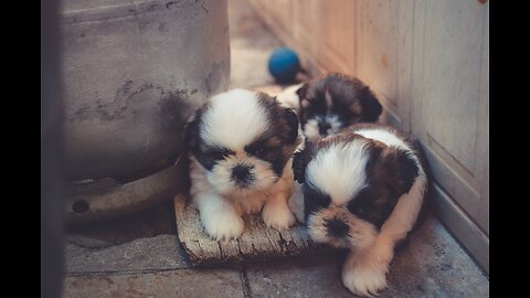 10 facts about dogs: