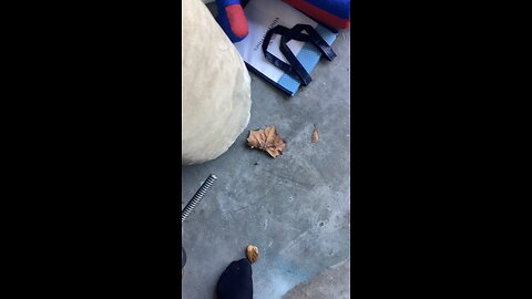 Leaf me alone