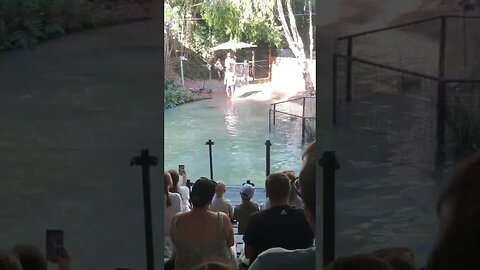 PORT DOUGLAS, CROCODILES 🌏😊📸 #travel #youtube #newvideo #subscriber#australia #shorts #shortsvideo