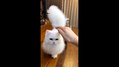 Beautiful Nature 🤩 Cats 🤩 #cats #cat #beautyful #funny