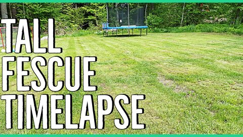KY31 Tall Fescue Mow ||Timelapse||