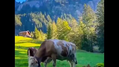 Switzerland Beauty feel Nature#beautiful #wow #nature #shorts #viral #youtube