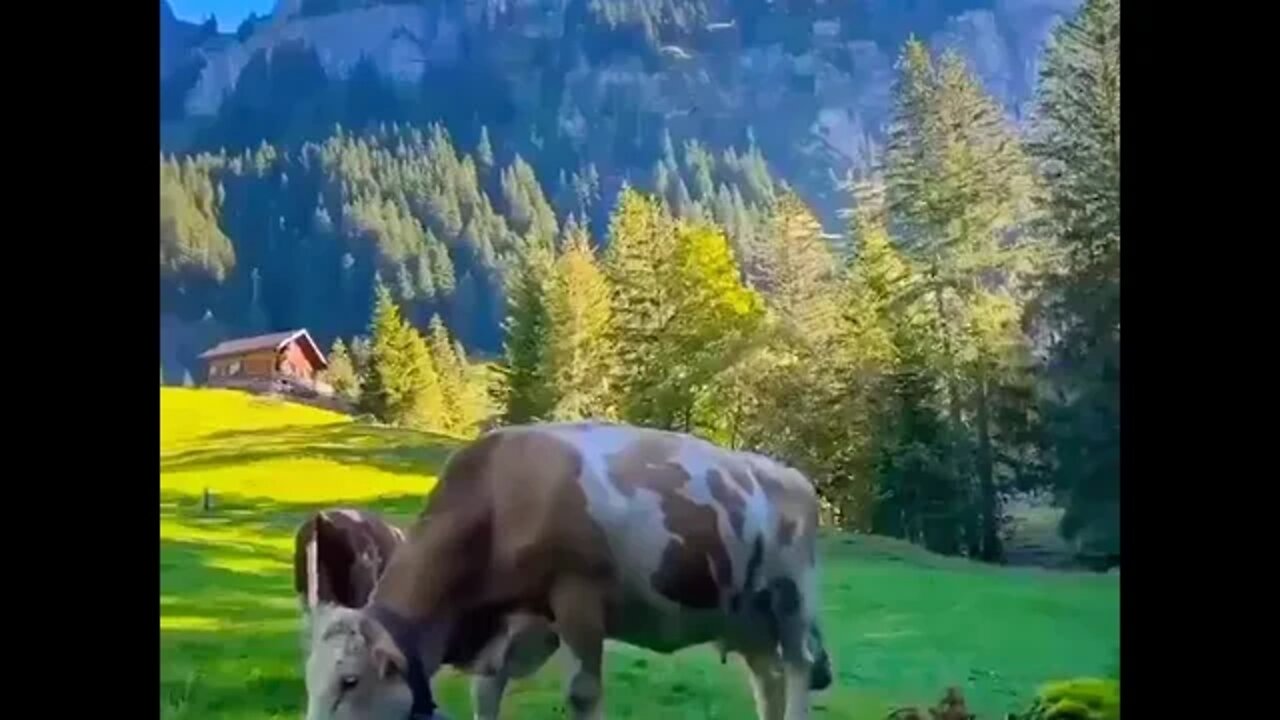 Switzerland Beauty feel Nature#beautiful #wow #nature #shorts #viral #youtube