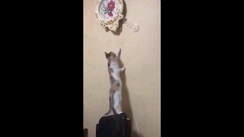 don't mess with cats