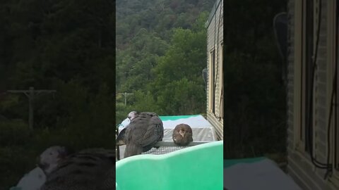 Cutest little guinea fowl keet perched up high