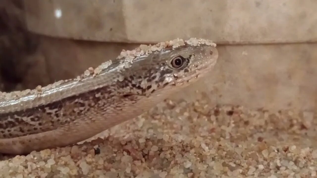 UNEDITED VIDEO OF LARRY TWO YEARS AGO (11/27/22) 🎶