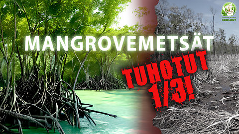 Mangrovemetsät. Maapallon ainutlaatuinen ekosysteemi on uhattuna.