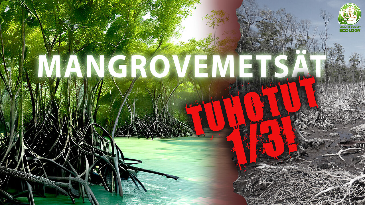 Mangrovemetsät. Maapallon ainutlaatuinen ekosysteemi on uhattuna.