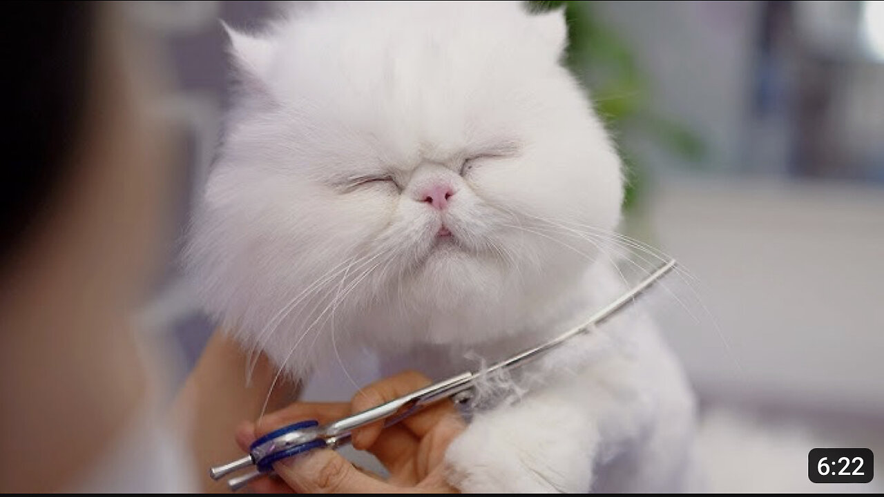 How can you not love this lovely cat? 😻🛁✂️❤️