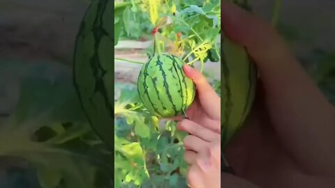 baby watermelon