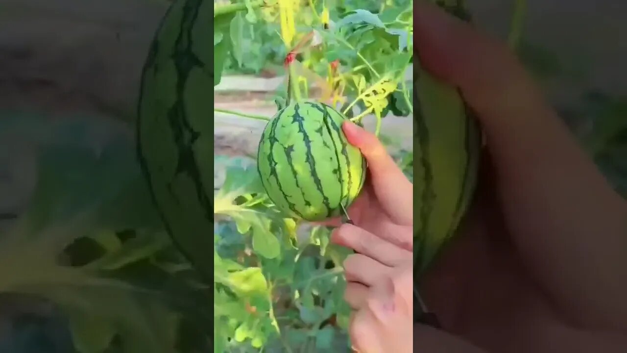 baby watermelon