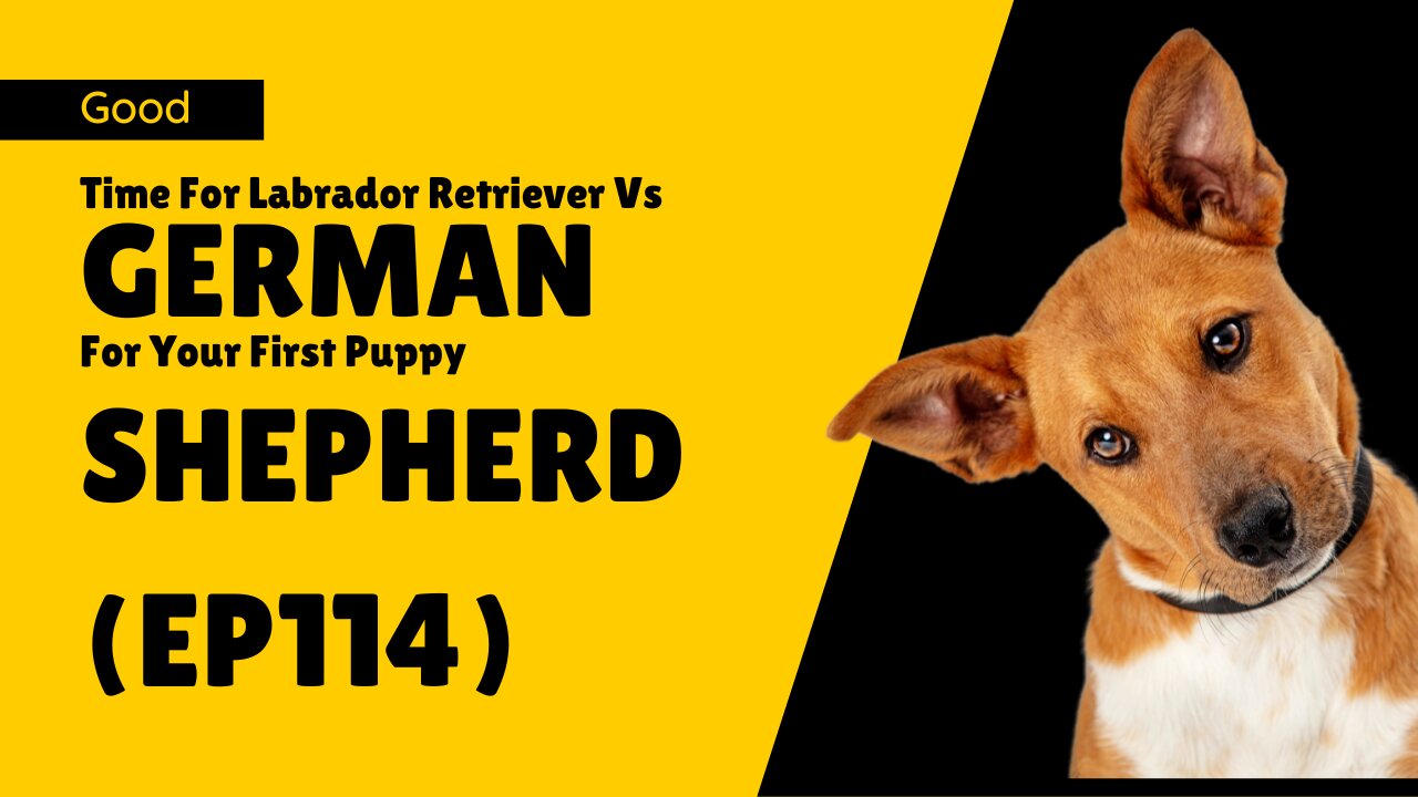 Good Time For Labrador Retriever Vs German Shepherd (Ep114)