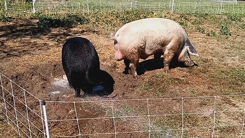 Piggy Wallow Time