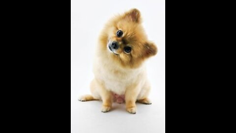 Confused pup