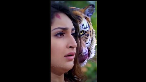 🐯🔥The Revenge Of Siberian Tiger : Based On Real Story💥. #shorts #animals #tiger