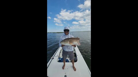 Shark Attacks a Redfish! #shorts #saltlife #fishing #louisiana #seatowneworleans #redfish #shark