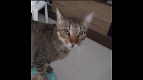 Demanding cat needs food RIGHT NOW