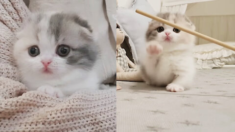 cute kitten videos short leg cat