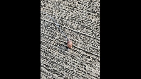 Today I studied the snails' slime paths. Not one circle in sight.