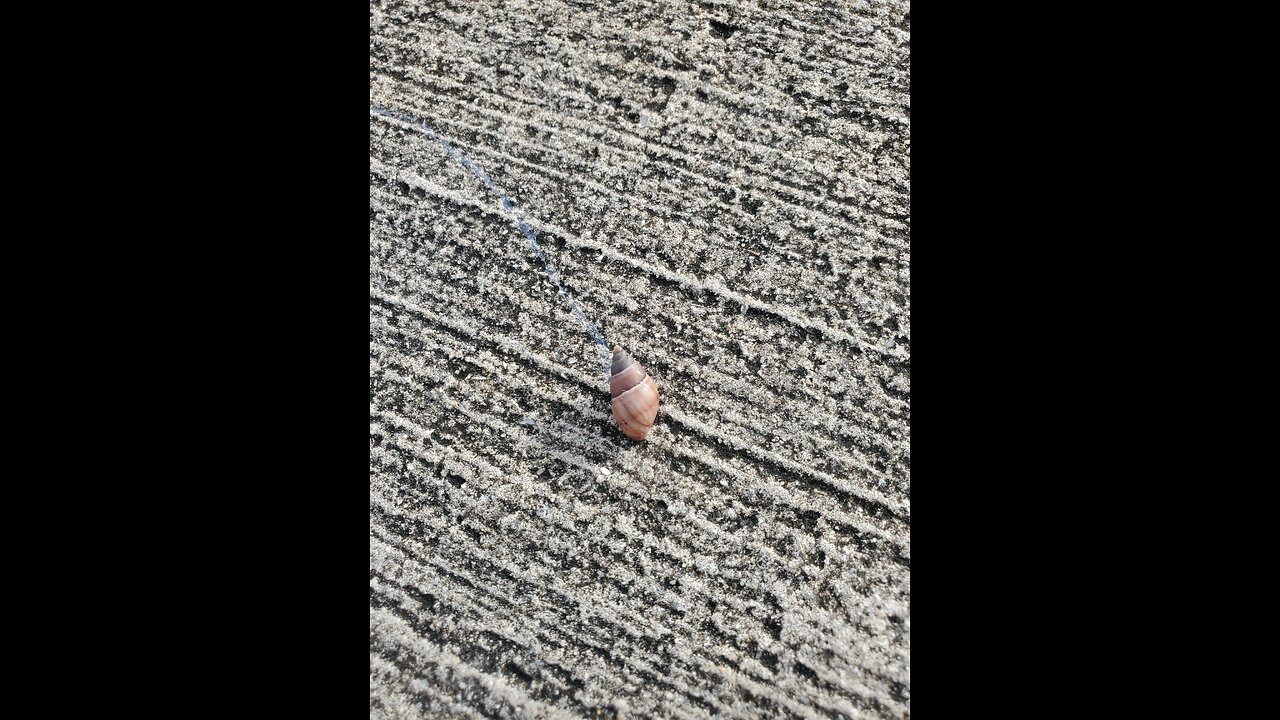 Today I studied the snails' slime paths. Not one circle in sight.