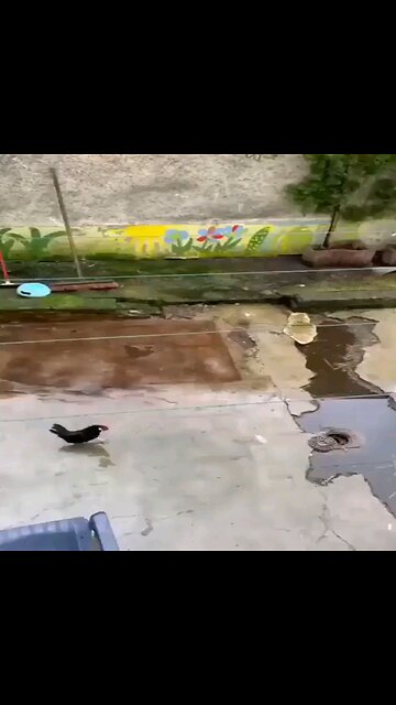 The mouse is so smart. It knows how to 'play dead' 😅😅😅