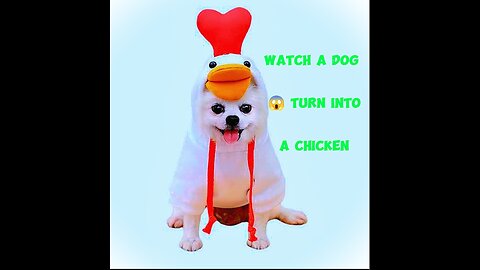 Funny video of a dog turning into a chicken🤣🤣