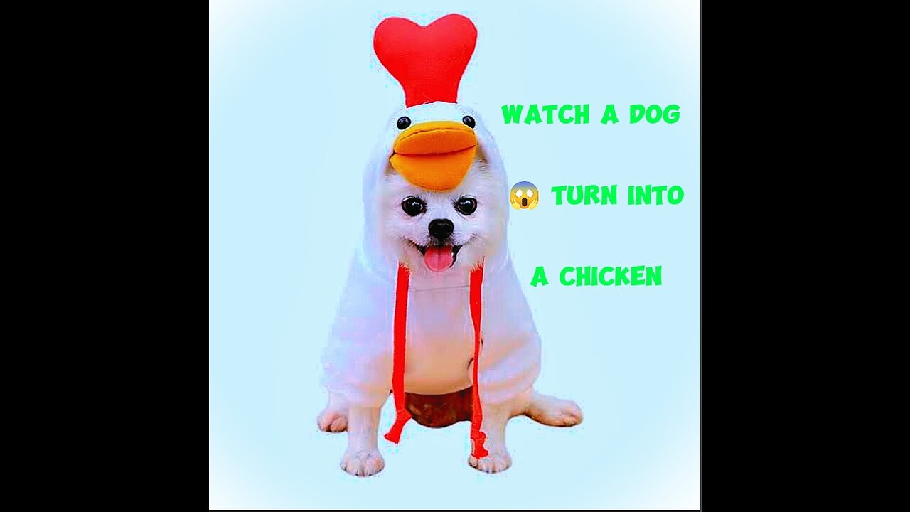 Funny video of a dog turning into a chicken🤣🤣