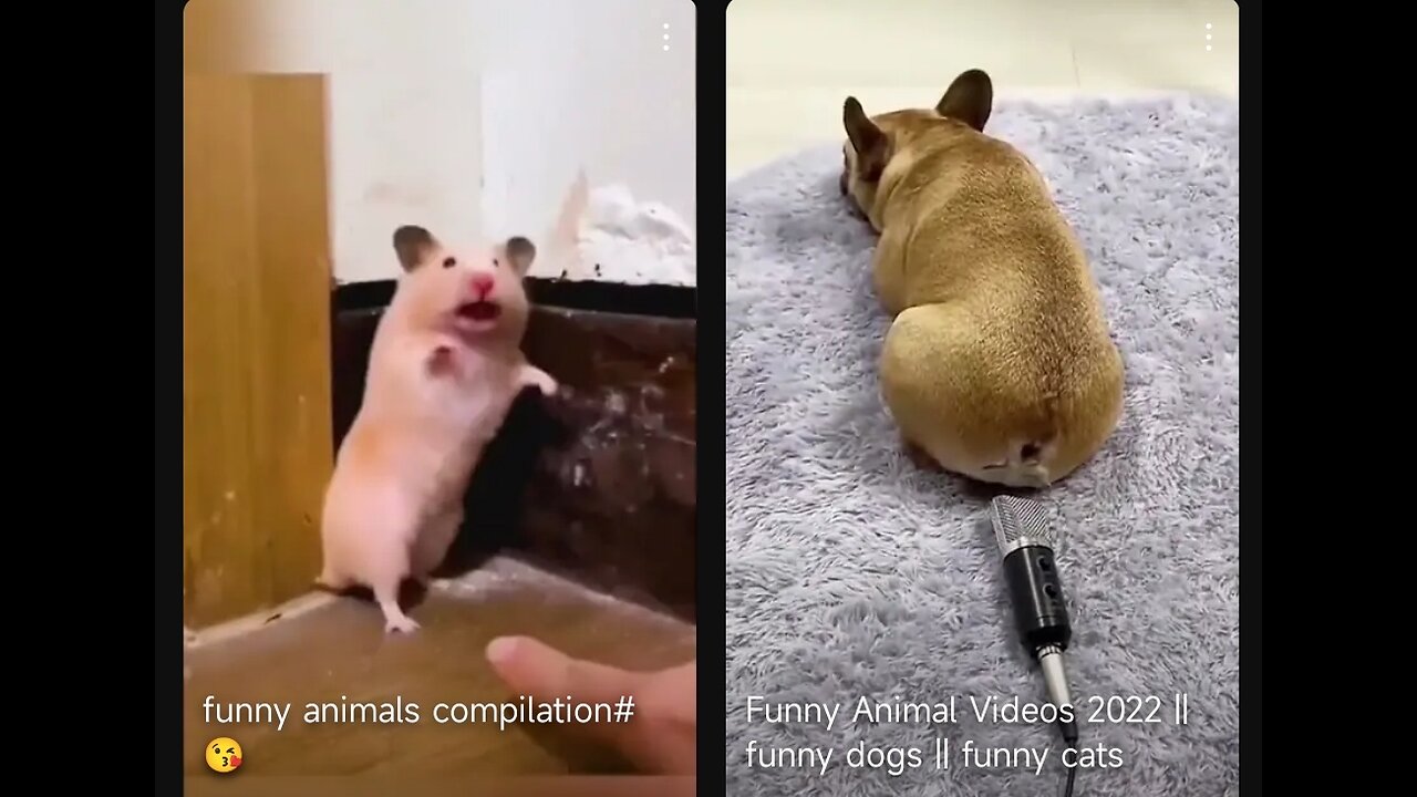 Moments of Animal Genius That Will AmazeYou