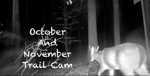 October and November Critter Cam with a Young Buck Appearance and Bonus Footage Surprise