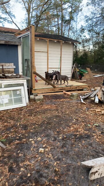 My new shed had two walls now
