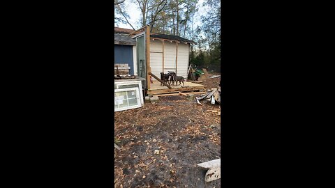 My new shed had two walls now