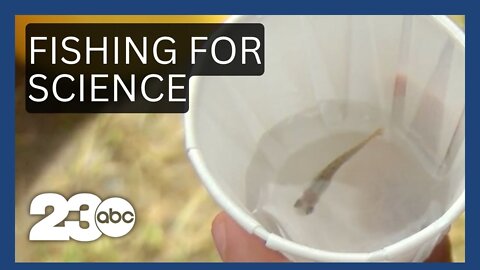 Bakersfield students release trout they raised in their classroom
