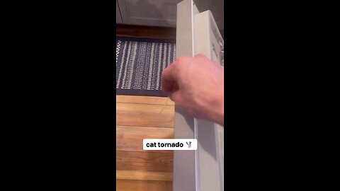 funny videos