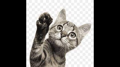 Funniest Animals 2023 😂 Funniest Cats and Dogs 😺🐶