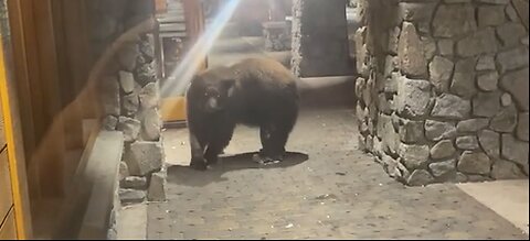 Wow ! Bears try to eat something in the cookie shop. Viral