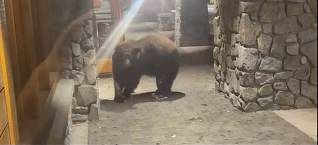 Wow ! Bears try to eat something in the cookie shop. Viral
