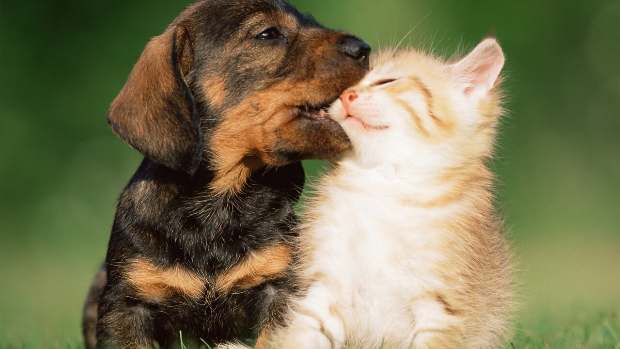 Dog funny videos