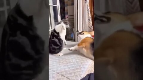 #shorts #2022 funny,prank,funjokes,dad jokes,funny memes,funny video,fun,laughing,funny animal,knock