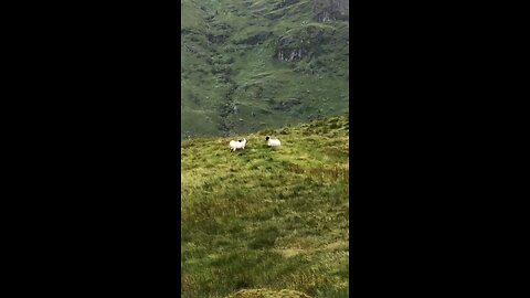 Mountain goat encounter in Scotland