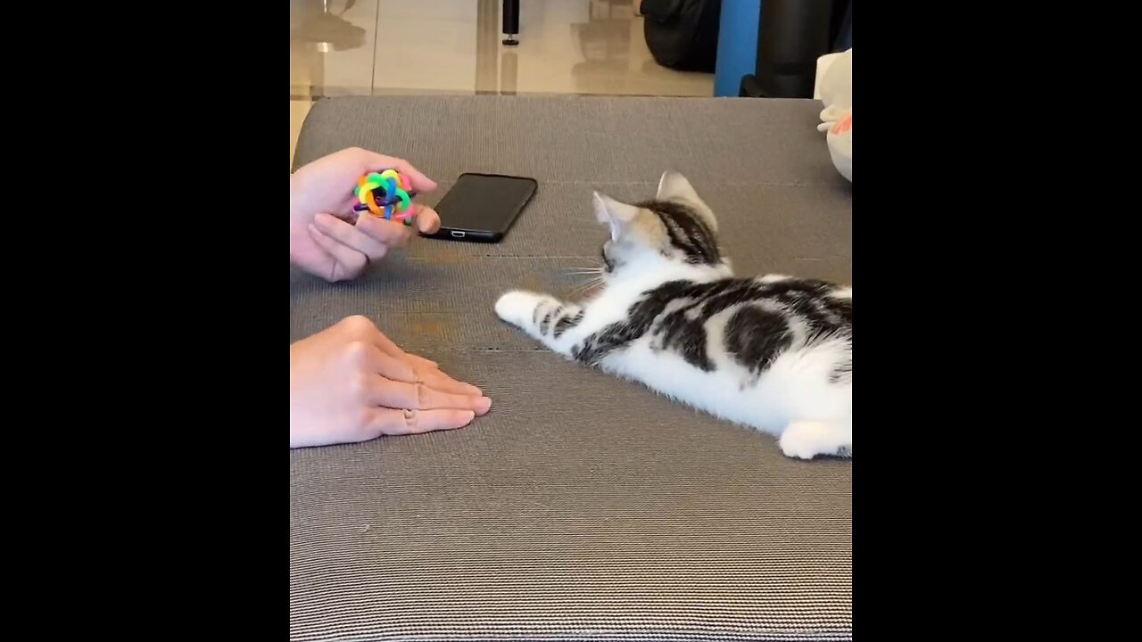 Smart Kitty 😺❤️|Cute🐈