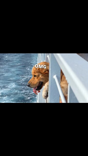 I Took My Dog on an INCREDIBLE Ferry Ride