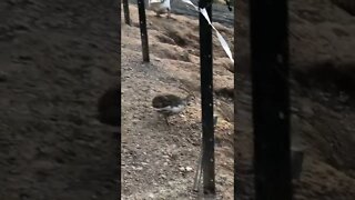 Baby guinea fowl keet left alone for ten seconds