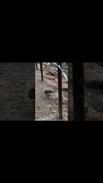 Baby guinea fowl keet left alone for ten seconds