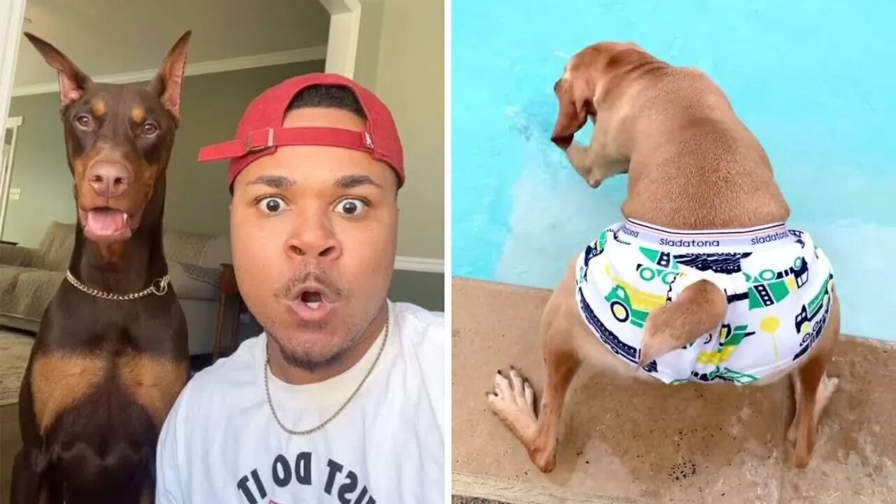 AWW SO FUNNY🤣 Doberman Dog (Knox) Reaction Make You Roll On The Floor Laughing #1⃣| Paws Affliction