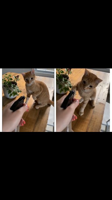 Cat Slaps Owner's Hand When They Ask Him to Move Away From Their Plant