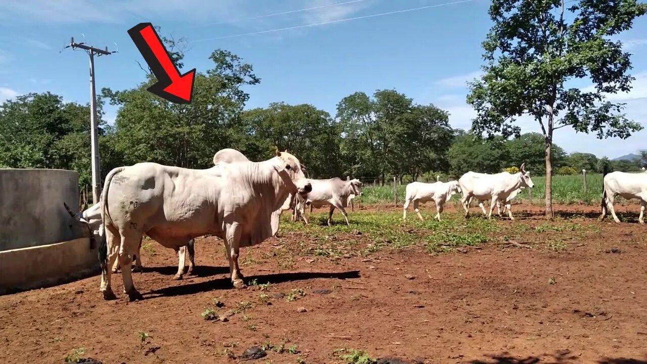 LAÇANDO BEZERRO BRAVO - VAQUEIRO PO